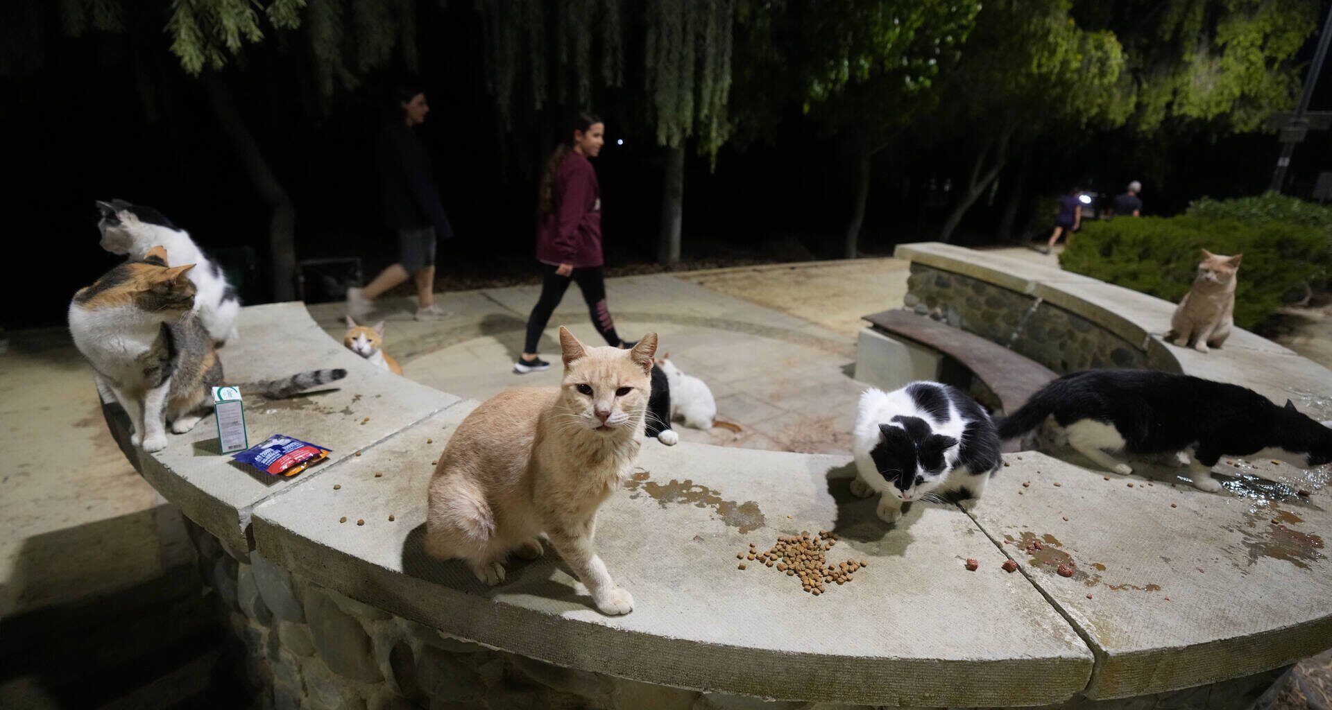 Cats might outnumber people in feline-friendly Cyprus