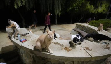 Cats might outnumber people in feline-friendly Cyprus