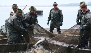 Czech fishermen gather to catch fish destined for traditional Christmas meal