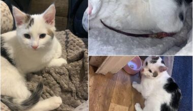 Armagh couple devastated as pet cat suffers horrific injuries after firework tied to its tail – Armagh I
