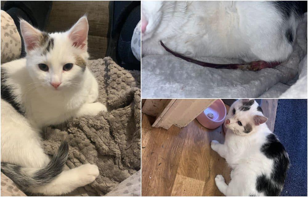 Armagh couple devastated as pet cat suffers horrific injuries after firework tied to its tail – Armagh I