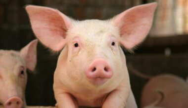 Oinking up trade ties: China and Denmark fatten pig farming cooperation