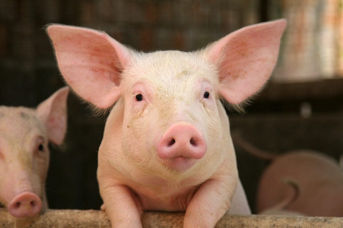 Oinking up trade ties: China and Denmark fatten pig farming cooperation
