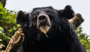 Bear Leaves One Dead and Four Injured in Spiraling Attacks In Japan