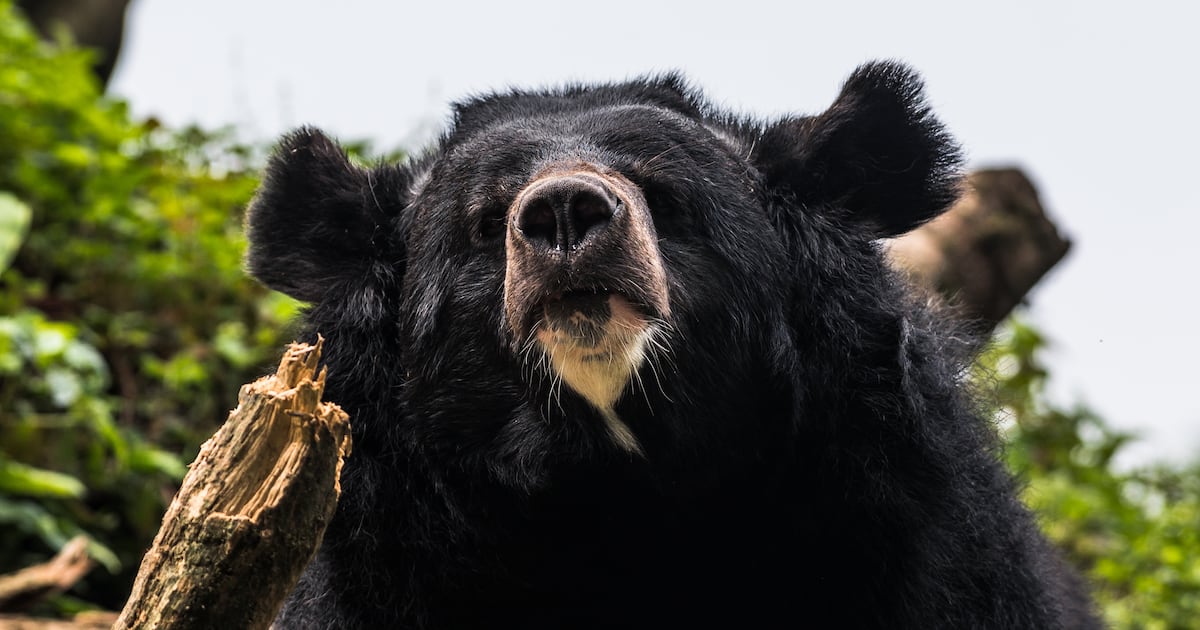 Bear Leaves One Dead and Four Injured in Spiraling Attacks In Japan