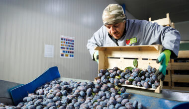 EBRD and EU support Moldovan fruit grower