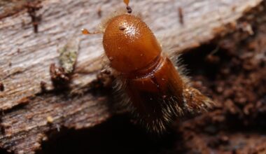 Is Ireland ready for spruce bark beetles? An invasion is ‘only a matter of time’ – The Irish Times