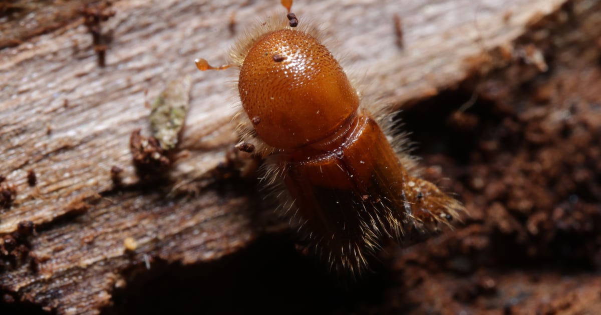 Is Ireland ready for spruce bark beetles? An invasion is ‘only a matter of time’ – The Irish Times