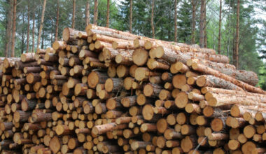 Energywood trade in Finland falls 53% in third quarter 2025
