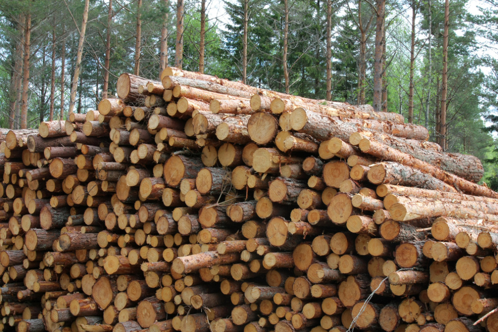 Energywood trade in Finland falls 53% in third quarter 2025