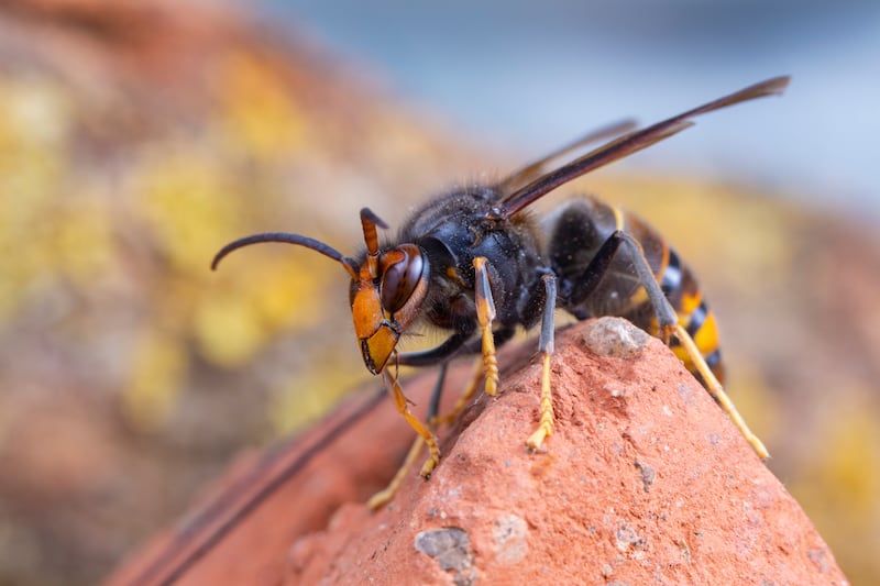 An Asian hornet (Vespa velutina).