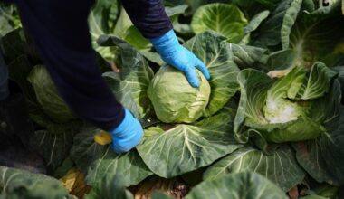 A recipe for avoiding 15 million deaths a year and climate disaster is fixing food, scientists say