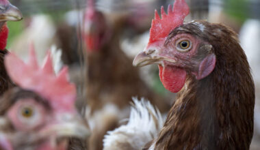 FAVV kondigt afschermplicht aan voor pluimvee en vogels voor professionele houders in heel België door vogelgriep