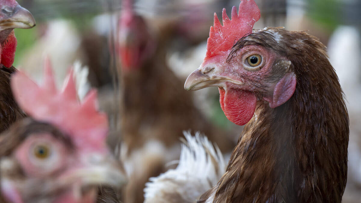 FAVV kondigt afschermplicht aan voor pluimvee en vogels voor professionele houders in heel België door vogelgriep
