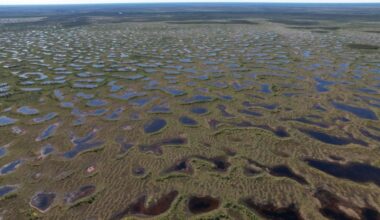 The humble plant that could save the world — or destroy it