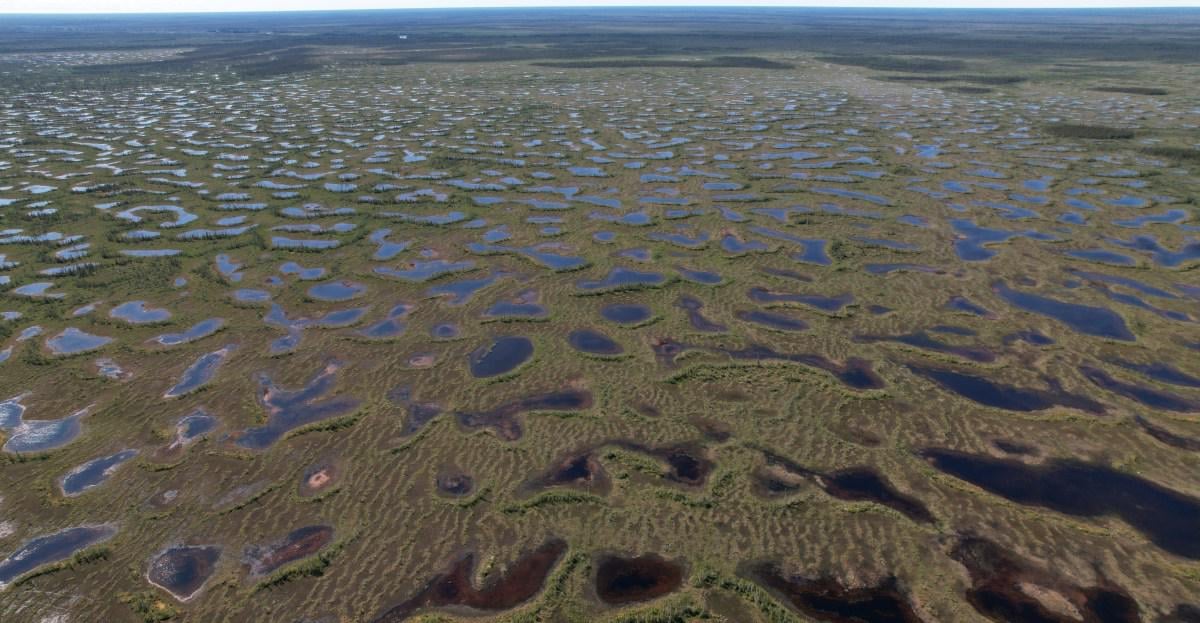 The humble plant that could save the world — or destroy it