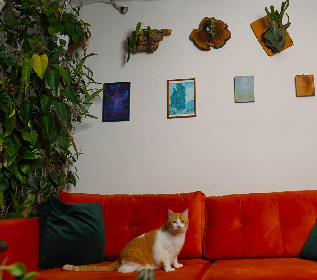 שפע של צמחים בדירה בשכונת שפירא