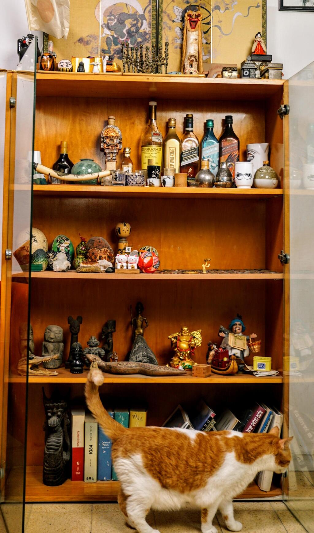 שפע של צמחים בדירה בשכונת שפירא