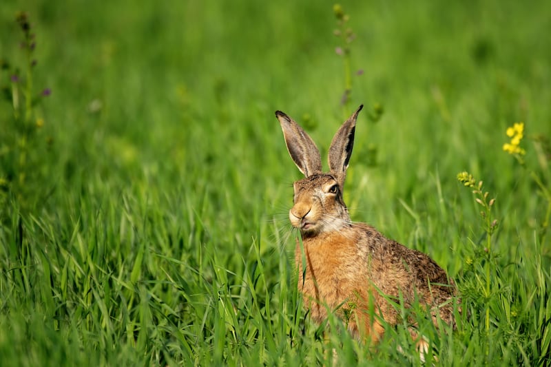 Wild European hare. Photograph: iStock