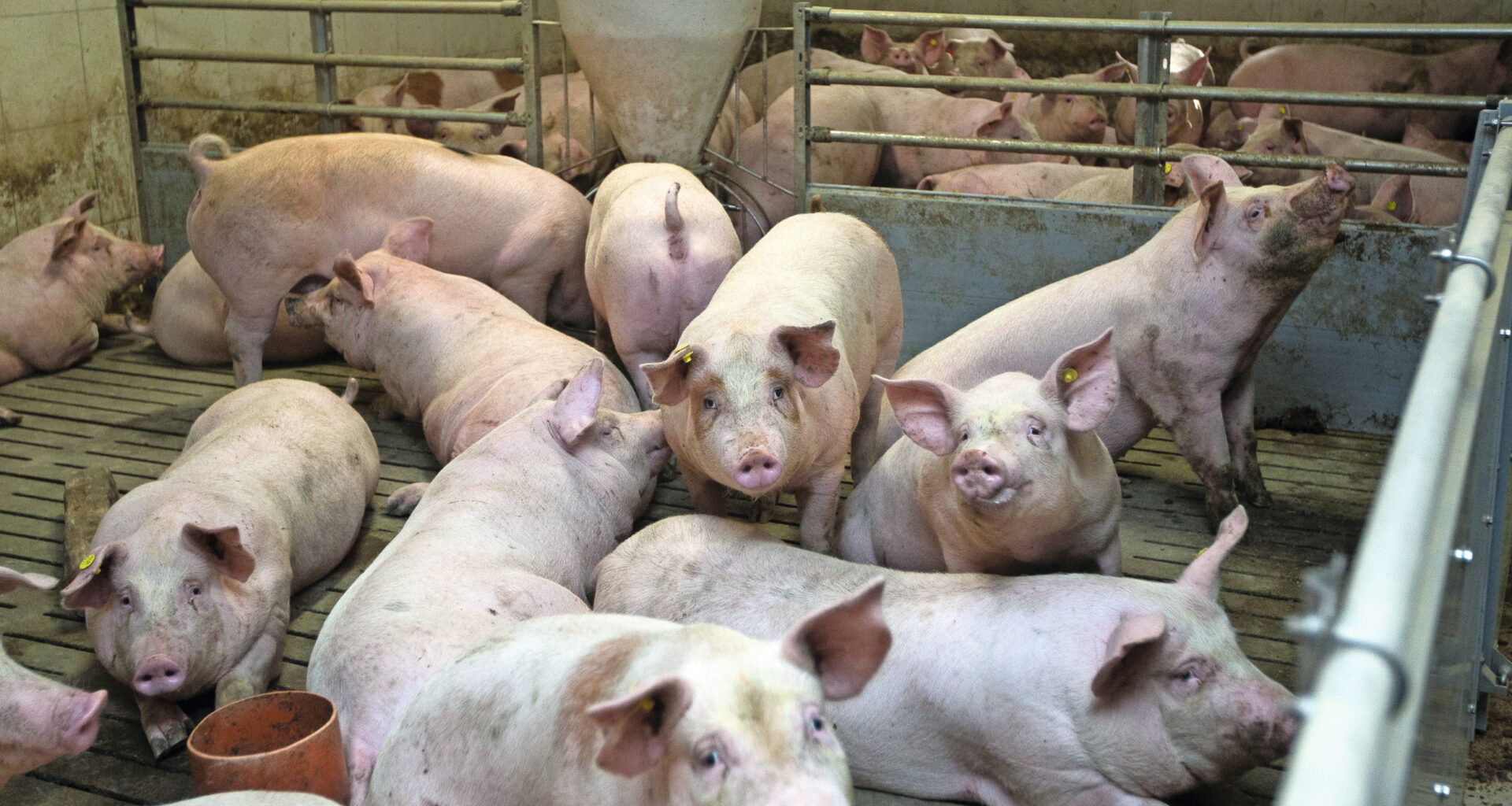 pig industry hopes to breathe again