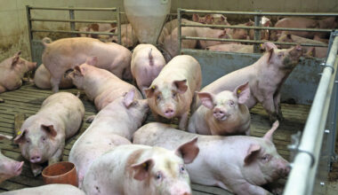 pig industry hopes to breathe again