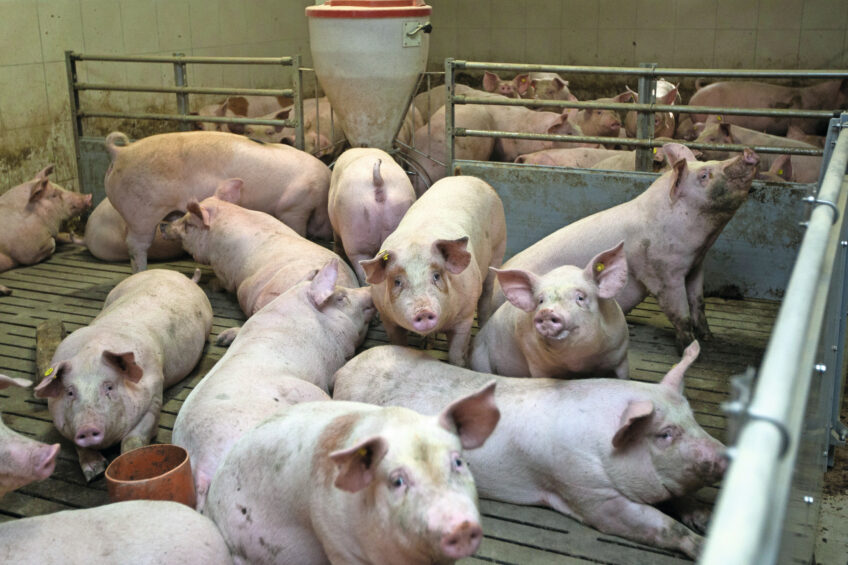 Poland pig industry