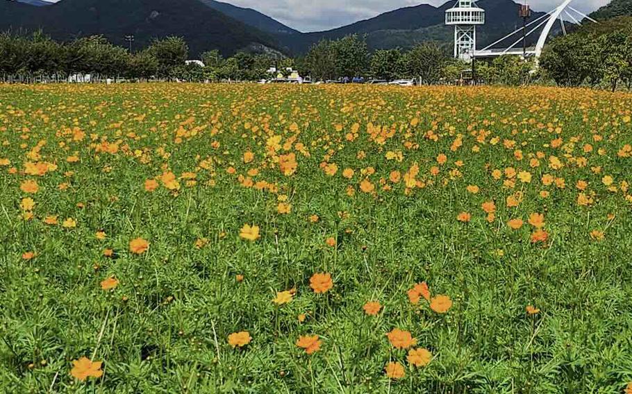 yellow cosmos flowers in the Brighten Hwangsan Park.