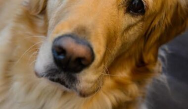 5 Traits of the Ideal Canine Companion