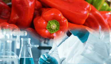 Pesticide Residues Above Limit: Slovenia Blocks Shipment of Peppers from Albania