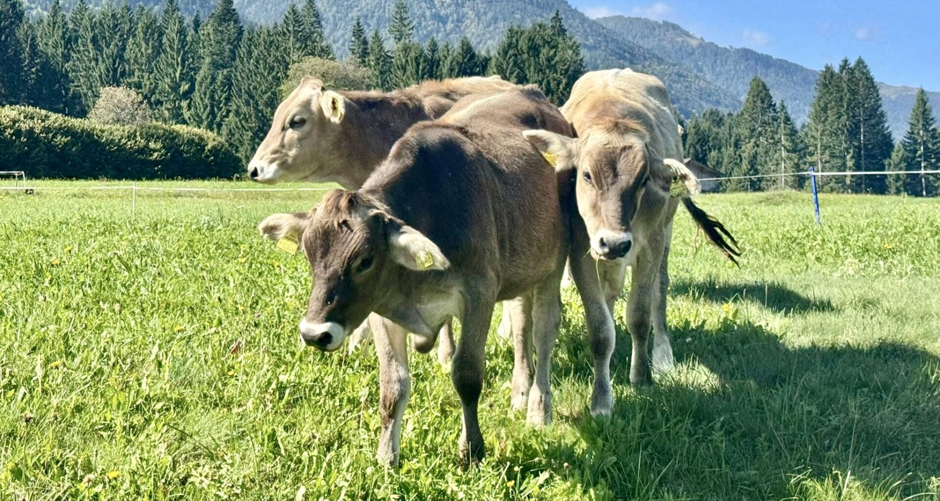 Content cows. Virginia S. Mason