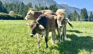 Content cows. Virginia S. Mason