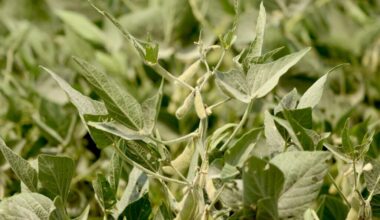 Grassley hopes for a solution for farmers following loss of Chinese market | National News