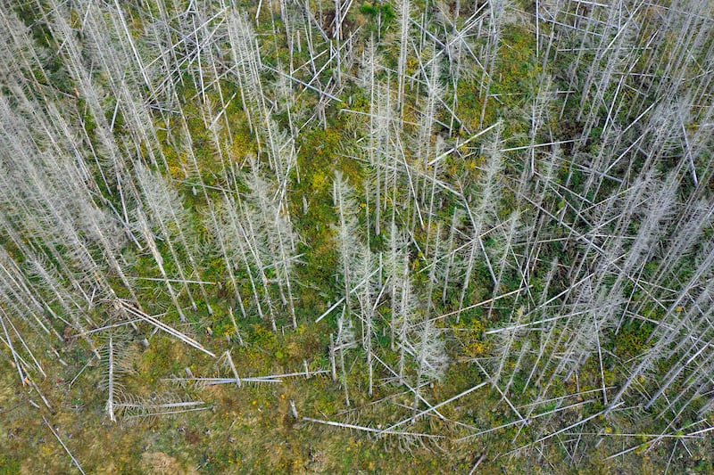 Dead spruce trees, caused by the spruce bark beetle, in Harz Mountains, Saxony-Anhalt, Germany. Photograph: Sven-Erik Arndt/Arterra/Universal Images Group via Getty Images