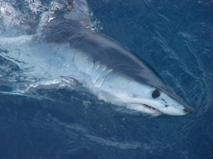 A shortfin mako shark (SWFSC/NOAA, Public domain, via Wikimedia Commons)