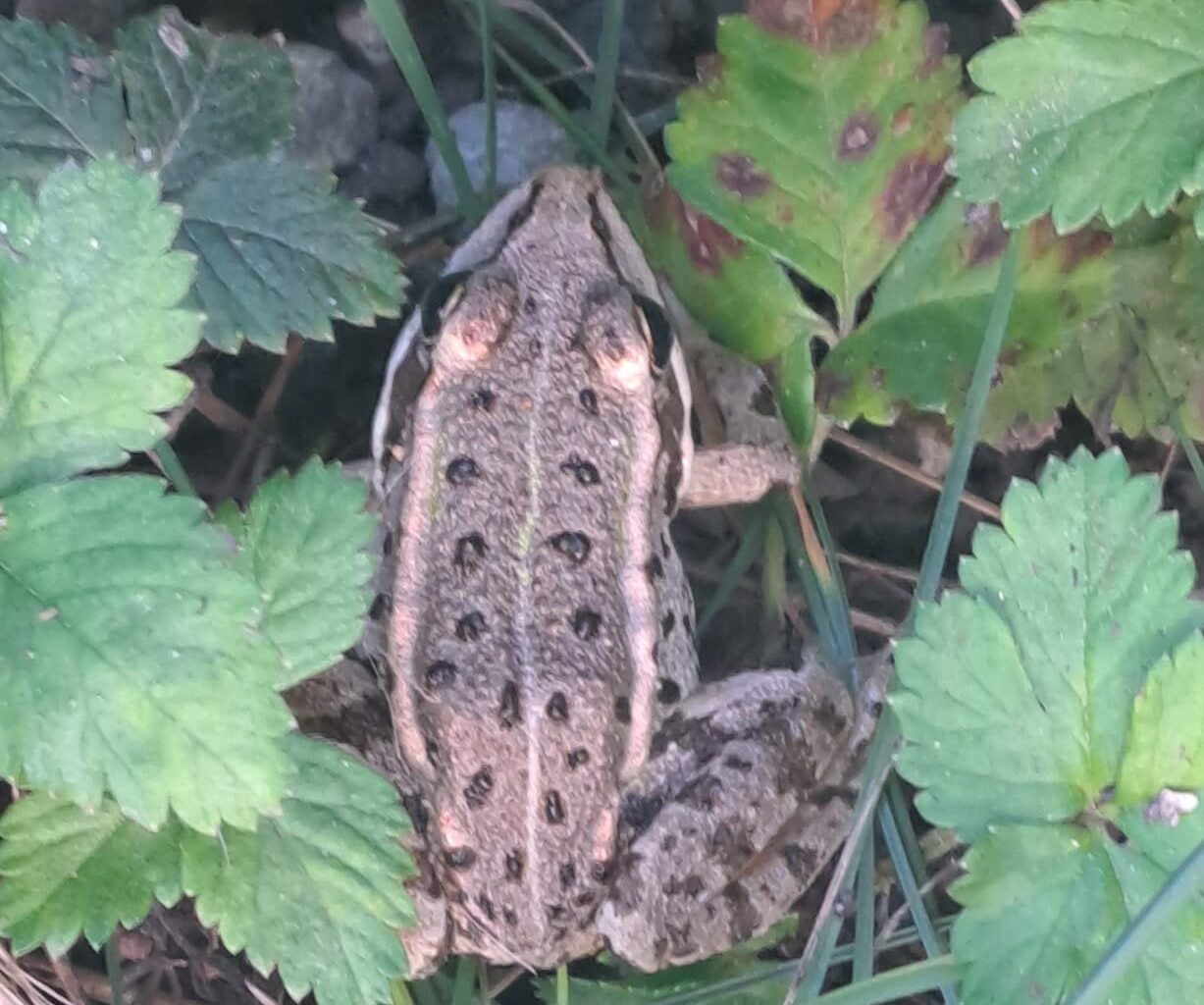 Kleiner Frosch vor der Haustüre (Ostösterreich)