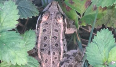 Kleiner Frosch vor der Haustüre (Ostösterreich)