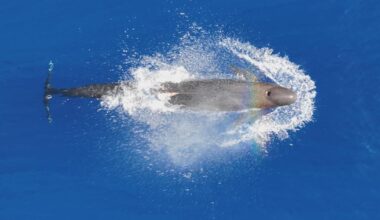 Heartbreaking discovery off Lāna‘i this week. Researchers found an endangered false killer whale severely entangled in marine debris. Adult male, identified as HIPc373, is part of Cluster 4 of the endangered main Hawaiian Islands population of false killer whales.