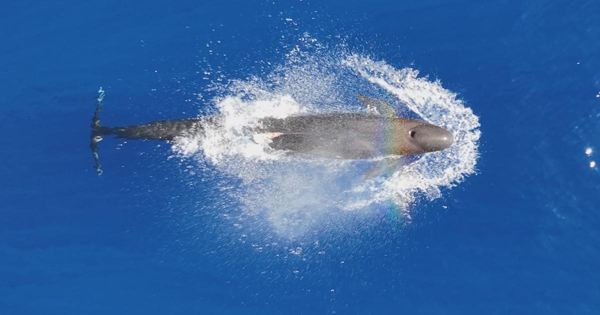 Heartbreaking discovery off Lāna‘i this week. Researchers found an endangered false killer whale severely entangled in marine debris. Adult male, identified as HIPc373, is part of Cluster 4 of the endangered main Hawaiian Islands population of false killer whales.