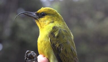 Hawaiʻi is now the focus of an ambitious global initiative to expand “biobanking” to all endangered species by 2075.