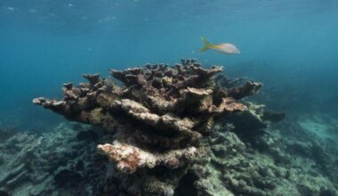 These iconic antler-like corals used to carpet Florida’s reef. They’ve just been declared ‘functionally extinct’