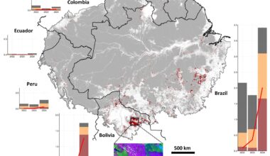 Record-breaking 2024 Amazon fires drive unprecedented carbon emissions and ecosystem degradation