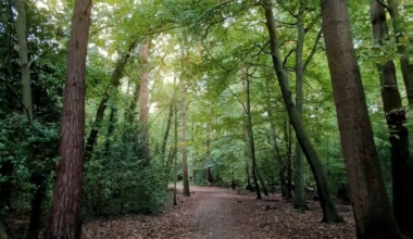 Surrey is Spectacular