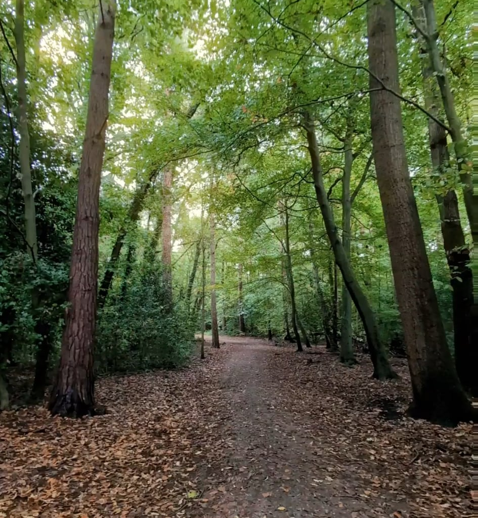 Surrey is Spectacular