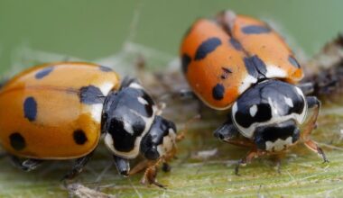 Elles s'immiscent dans les maisons, les armoires, les draps... L'Angleterre fait face à une invasion de coccinelles