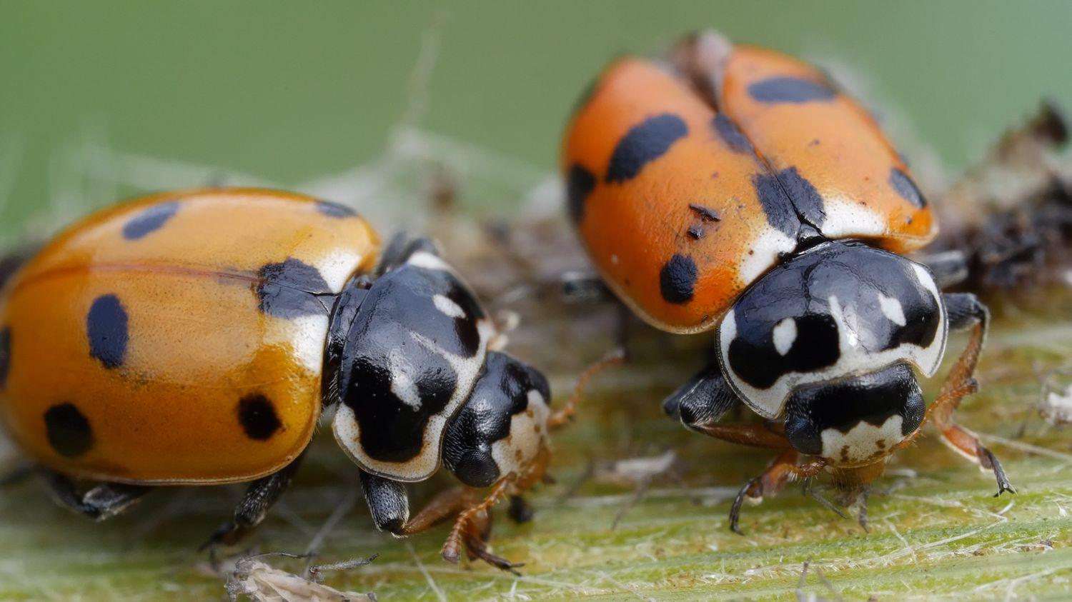 Elles s'immiscent dans les maisons, les armoires, les draps... L'Angleterre fait face à une invasion de coccinelles