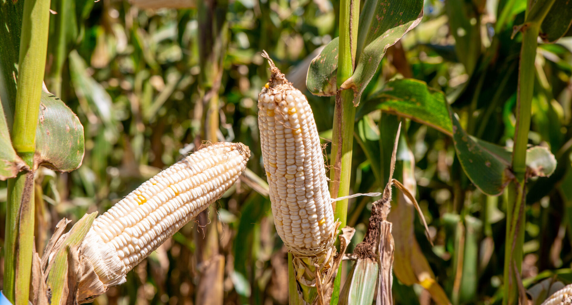 Zambia’s Journey with Climate-Resilient Seeds – CIMMYT
