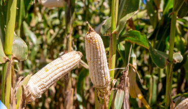 Zambia’s Journey with Climate-Resilient Seeds – CIMMYT