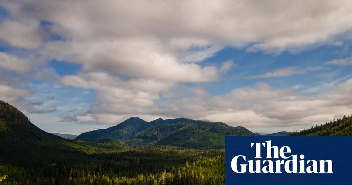 Outcry as Trump plots more roads and logging in US forests: ‘You can almost hear the chainsaws’