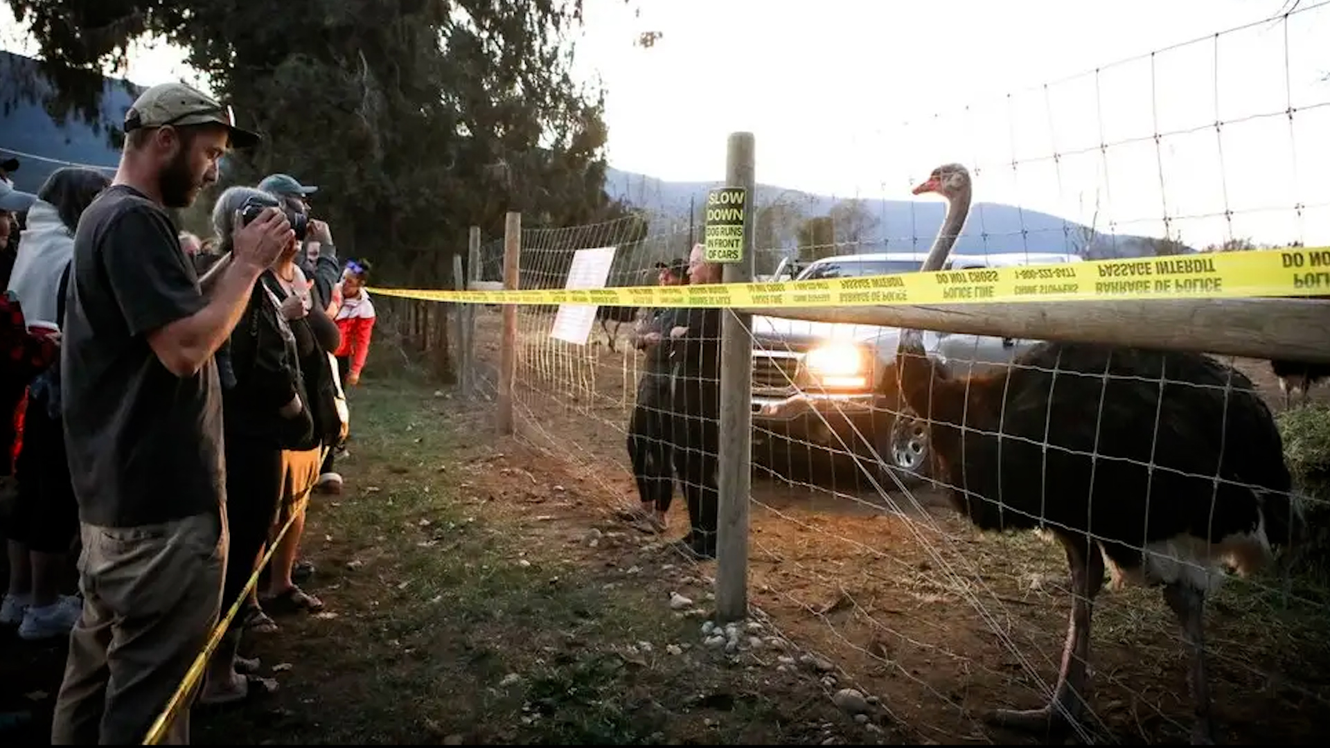 Click to play video: 'Fate of ostriches at B.C. farm triggers uproar from both sides of Canada-U.S. border'