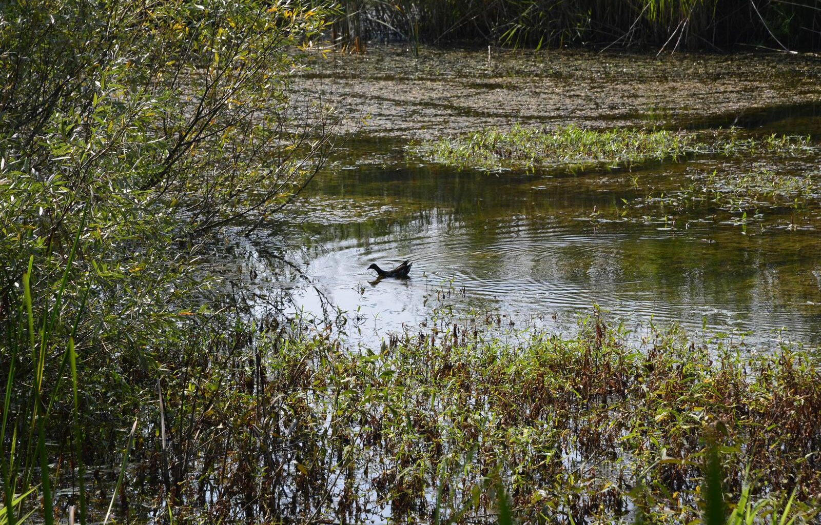 blue eye of slavonia